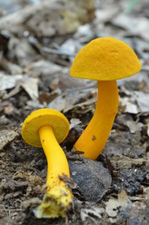 Aureoboletus auriflammeus ("Flaming Gold Bolete")