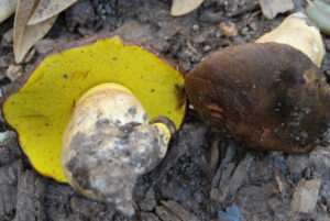 Aureoboletus citriniporus