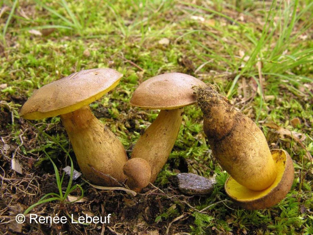 Aureoboletus innixus (“Clustered Brown Bolete”) The Bolete Filter