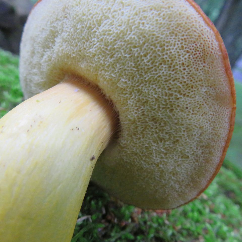 Aureoboletus roxanae | The Bolete Filter