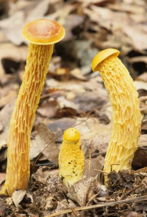 Aureoboletus betula ("Shaggy Stalked Bolete")