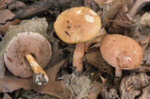 Austroboletus gracilis ("Graceful Bolete")