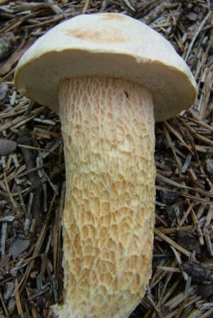Austroboletus subflavidus
