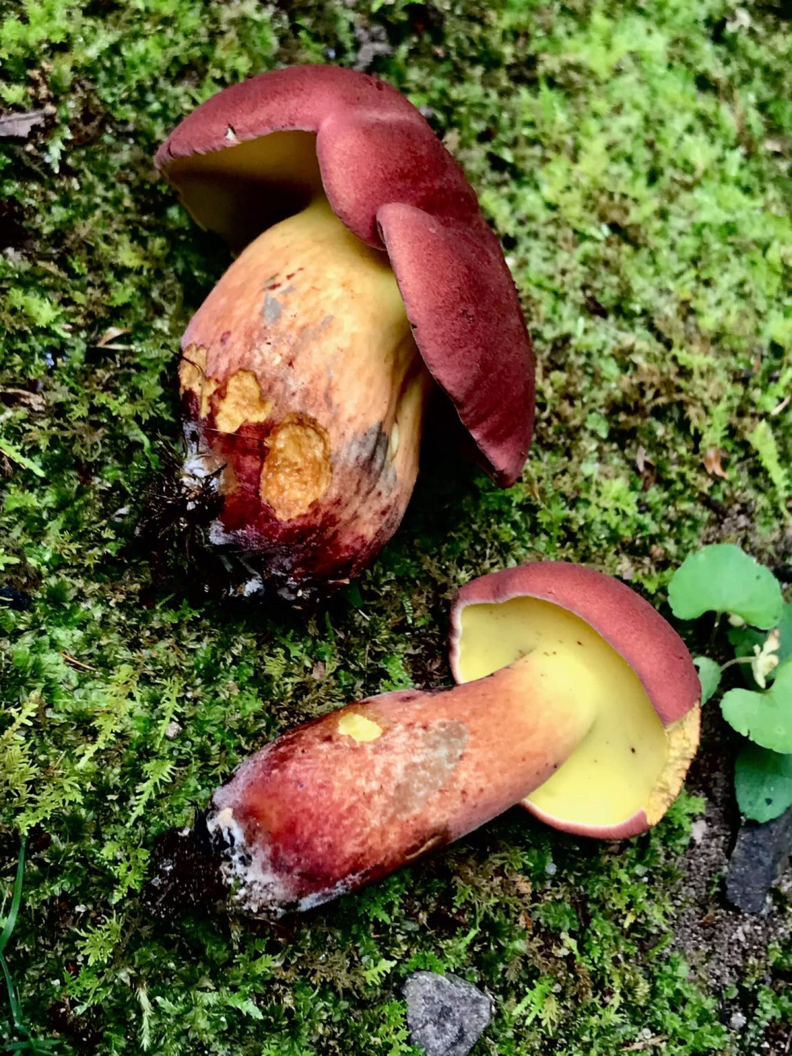 Baorangia Bicolor (“Bicolor Bolete”) | The Bolete Filter