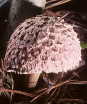 Boletellus ananas ("Pineapple Bolete")