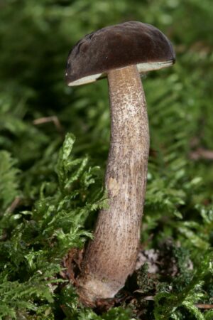 Boletellus chrysenteroides