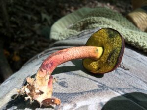 Boletellus pseudochrysenteroides