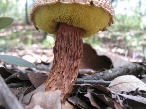 Aureoboletus russellii ("Russell's Bolete")