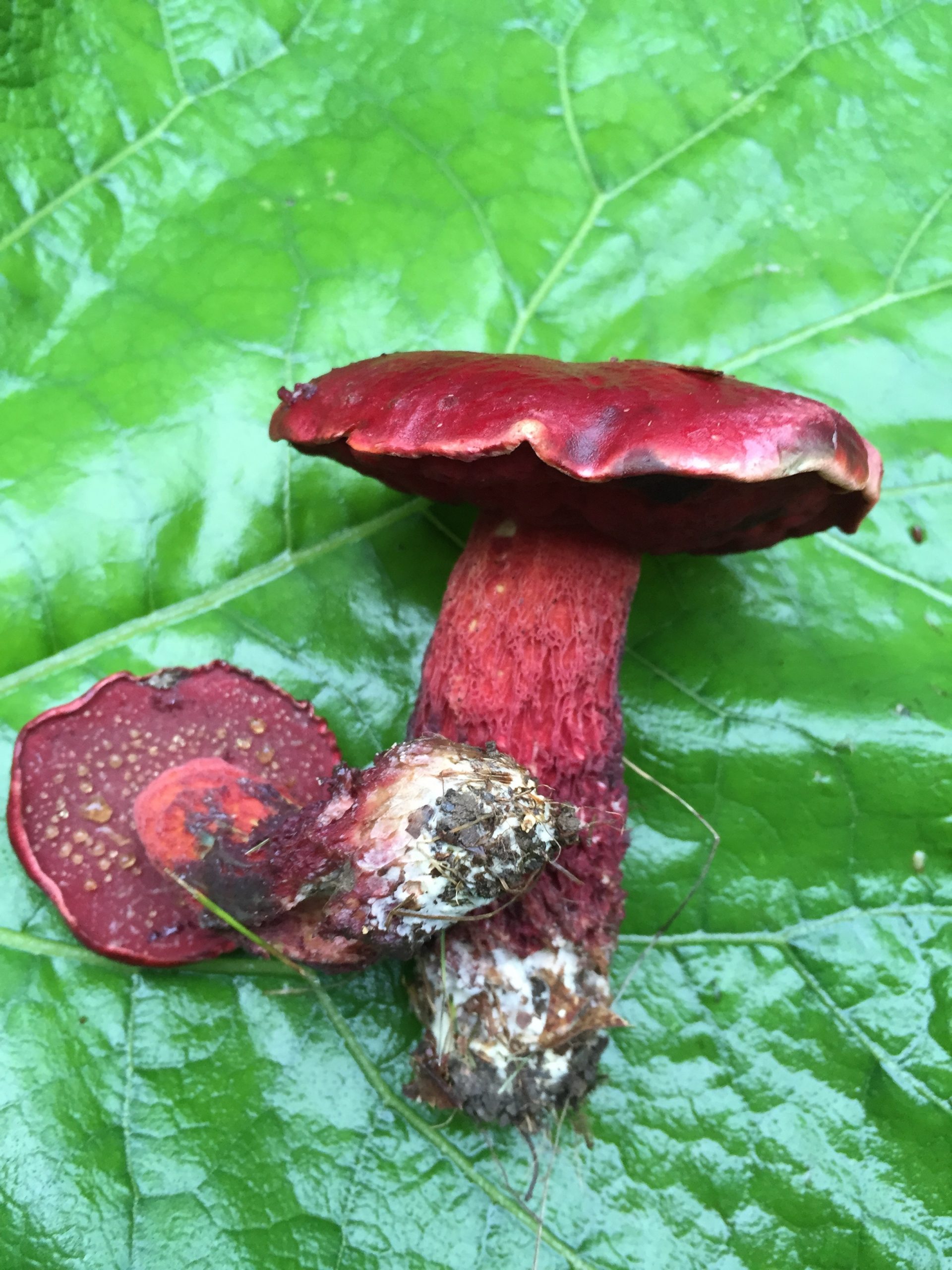 Exsudoporus frostii (“Candy Apple Bolete”) The Bolete Filter