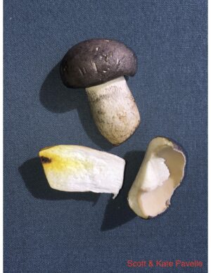 Retiboletus griseus ("Gray Bolete")