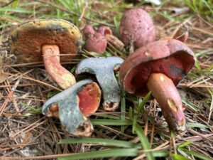 Boletus mahogonicoloroides