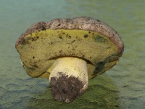 Butyriboletus abieticola