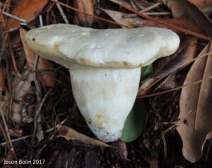 Boletus albisulphureus ("Chalky White Bolete")