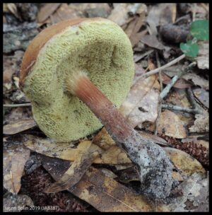 Boletus alutaceus ("Leather Colored Bolete")