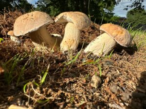 Boletus atkinsonii ("Atkinson's Bolete")