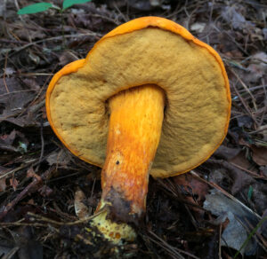 Boletus aurantiosplendens ("Showy Orange Bolete")