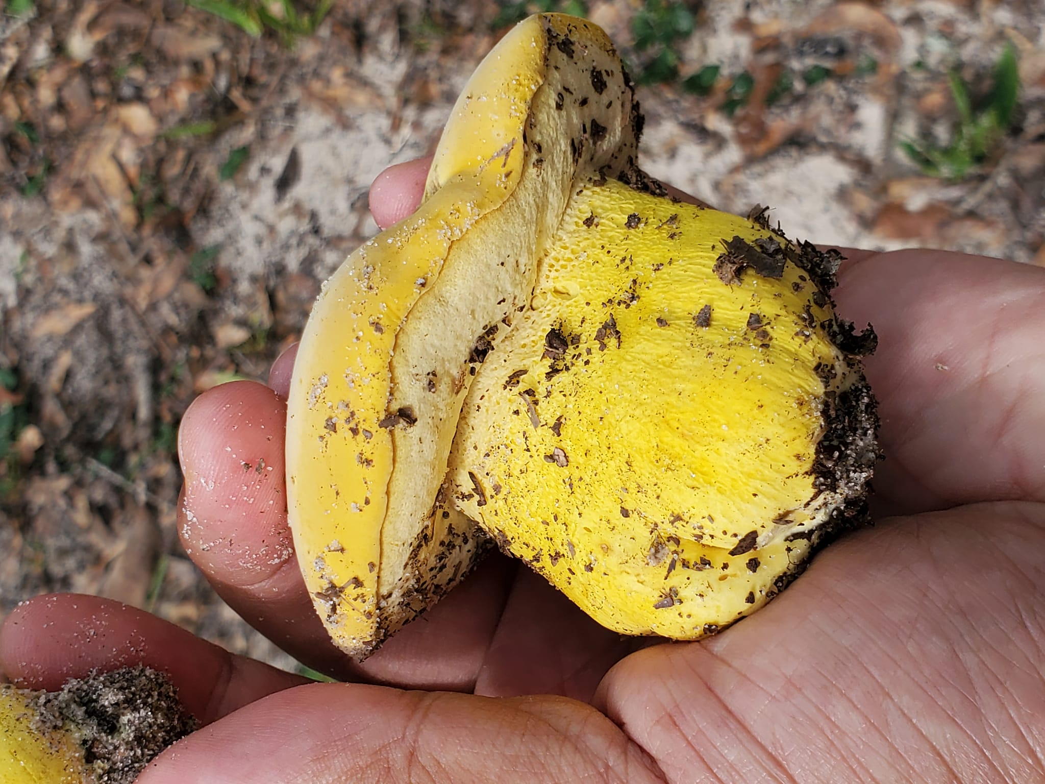 Boletus aureissimus (“Golden Yellow Bolete”) The Bolete Filter