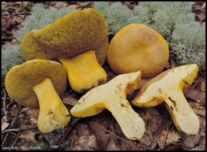 Boletus aureissimus ("Golden Yellow Bolete")