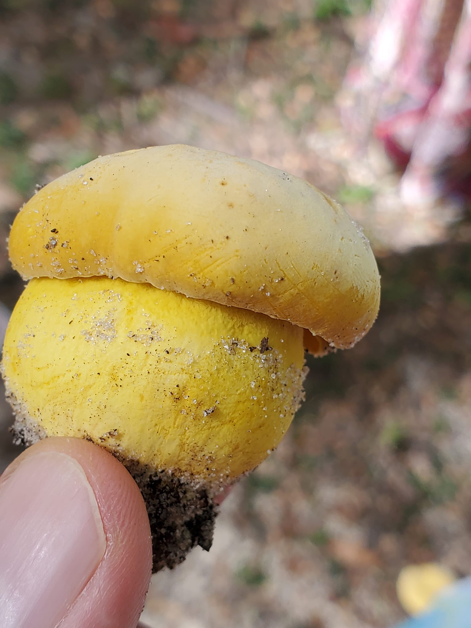 Boletus aureissimus (“Golden Yellow Bolete”) The Bolete Filter