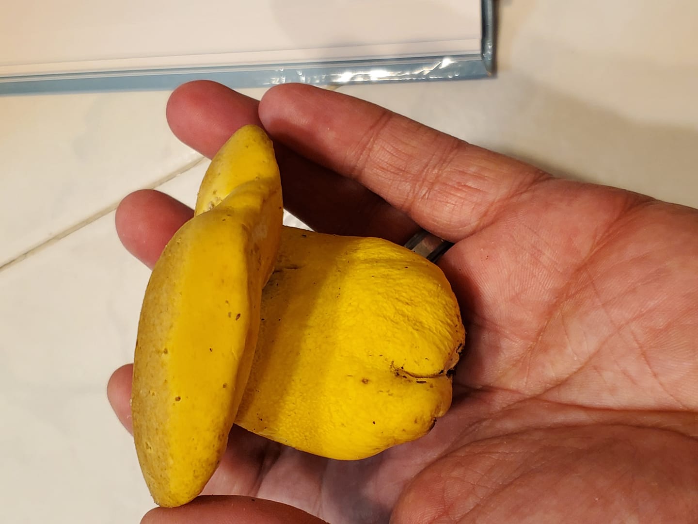 Boletus aureissimus (“Golden Yellow Bolete”) The Bolete Filter