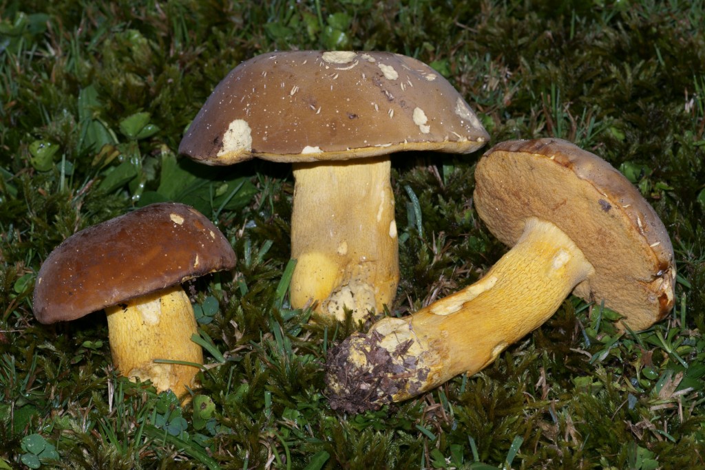 Boletus auripes (“Butter Foot Bolete”) The Bolete Filter