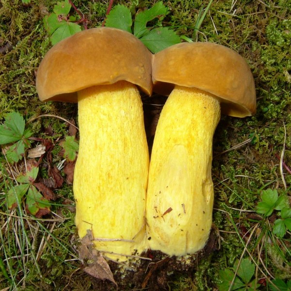 Boletus aureissimus (“Golden Yellow Bolete”) The Bolete Filter