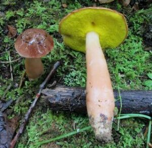 Aureoboletus auriporus ("Sour Gold-Pored Bolete")