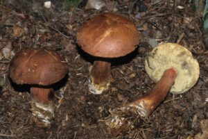 Imleria badia ("Bay Bolete")