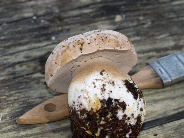 Boletus barrowsii (“White King Bolete”) The Bolete Filter