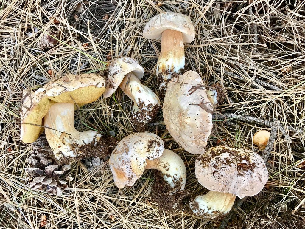 Boletus barrowsii (“White King Bolete”) The Bolete Filter