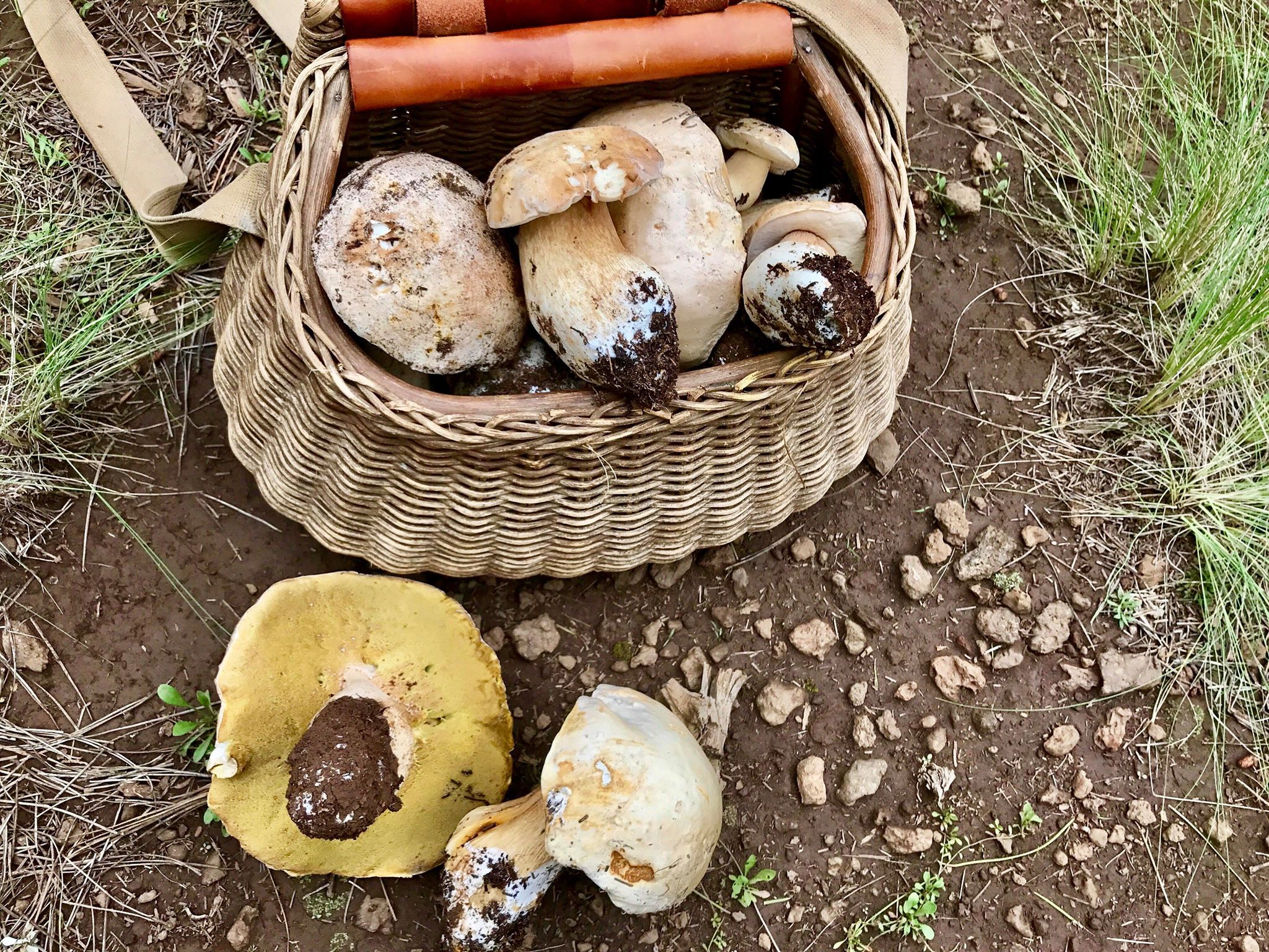 Boletus barrowsii (“White King Bolete”) | The Bolete Filter