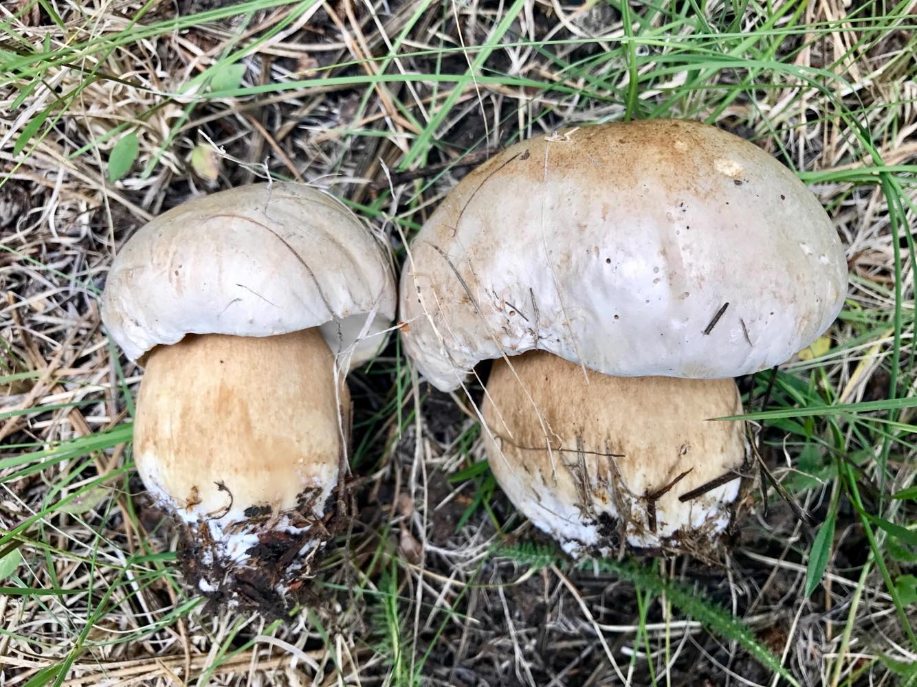 Boletus barrowsii (“White King Bolete”) The Bolete Filter