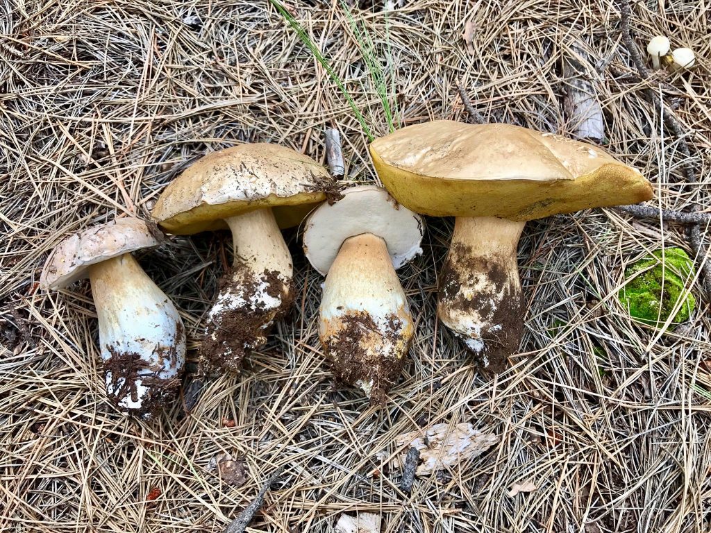 Boletus barrowsii (“White King Bolete”) The Bolete Filter