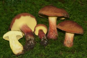 Baorangia bicolor ("Bicolor Bolete")