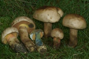 Caloboletus calopus