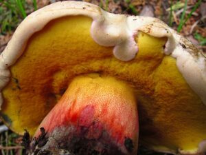 Caloboletus frustosus