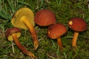 Hortiboletus campestris ("Field Bolete")