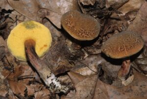 Xerocomellus chrysenteron ("Red Crack Bolete")