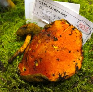 Boletus coccyginus