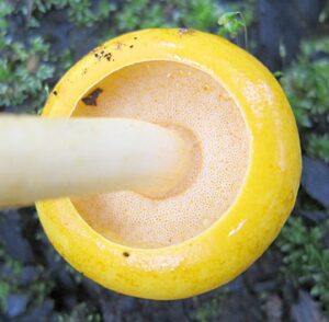 Boletus curtisii