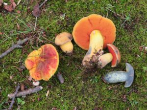 Neoboletus discolor [auct. amer.] ("Scarletina")