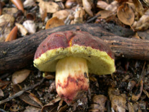 Xerocomellus dryophilus