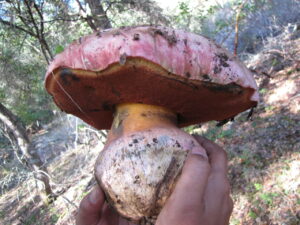 Rubroboletus eastwoodiae ("Satan's Bolete")