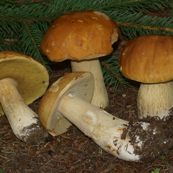 Boletus variipes var. fagicola The Bolete Filter