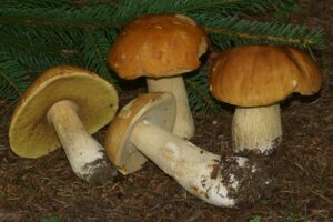Boletus edulis ("King Bolete")