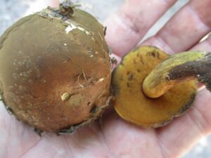Neoboletus fagicola