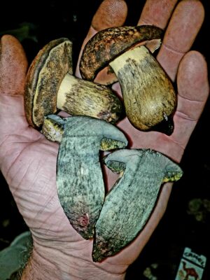 Boletus fairchildianus