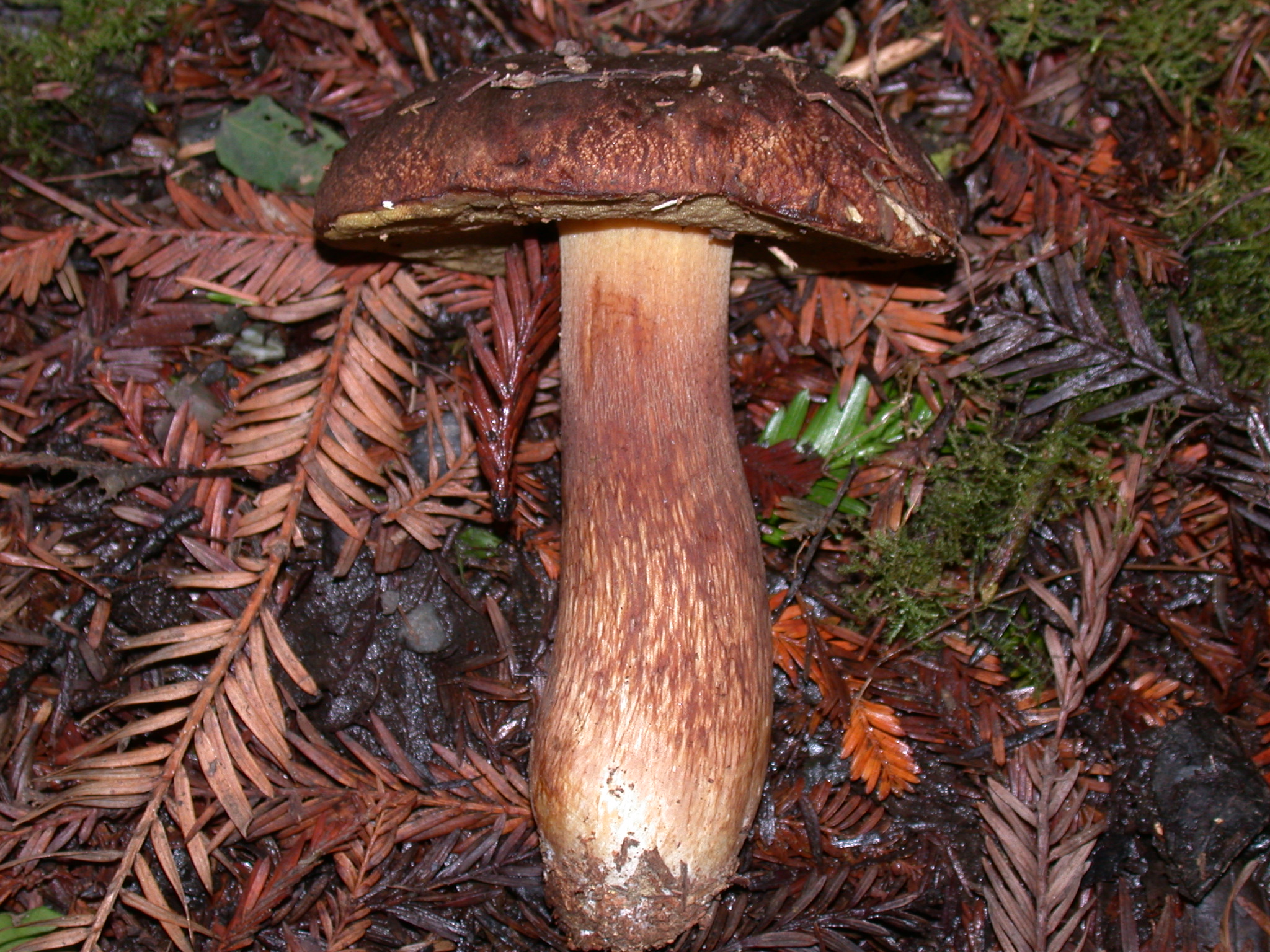 Boletus fibrillosus The Bolete Filter