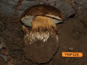 Boletus fibrillosus