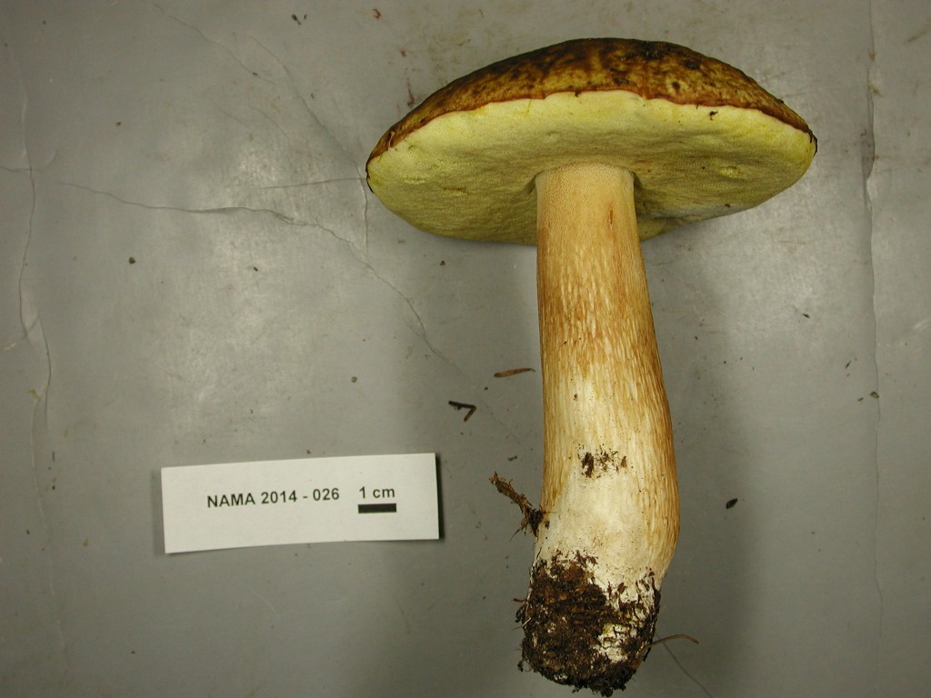 Boletus fibrillosus The Bolete Filter